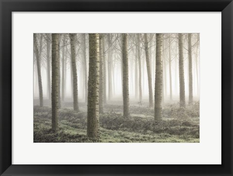 Framed Small Woodland Print