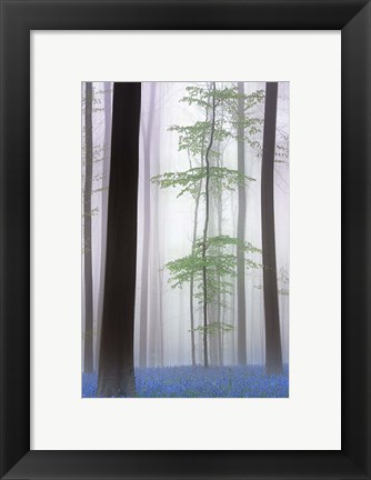 Framed Foggy Forest Print