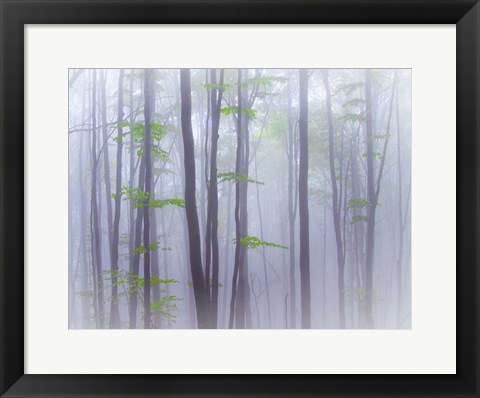 Framed Misty Print