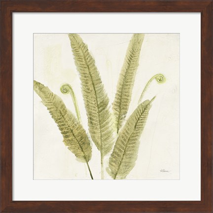 Framed Forest Ferns II Print