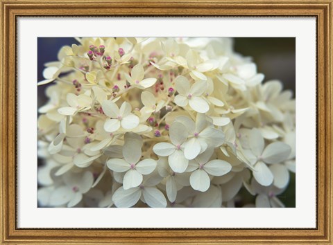 Framed Hydrangea Delight I Print