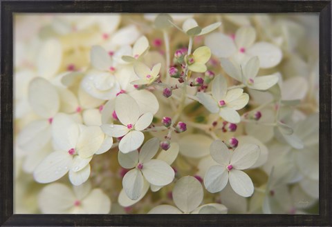 Framed Hydrangea Delight II Print