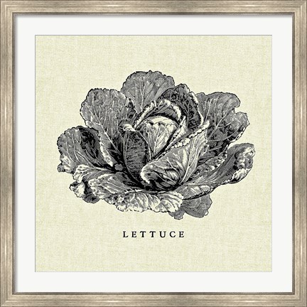 Framed Linen Vegetable BW Sketch Lettuce Print