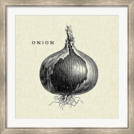 Framed Linen Vegetable BW Sketch Onion Print