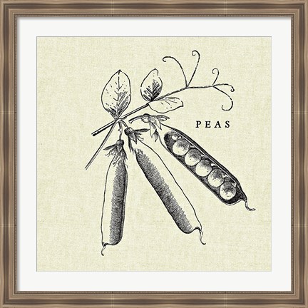 Framed Linen Vegetable BW Sketch Peas Print