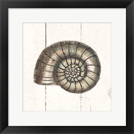 Framed Shell Sketches I Shiplap Print