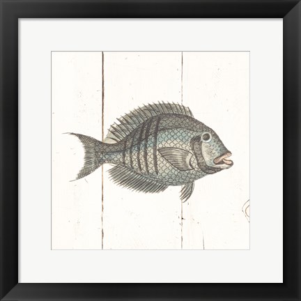 Framed Fish Sketches I Shiplap Print