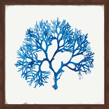 Framed Blue Coral II Print