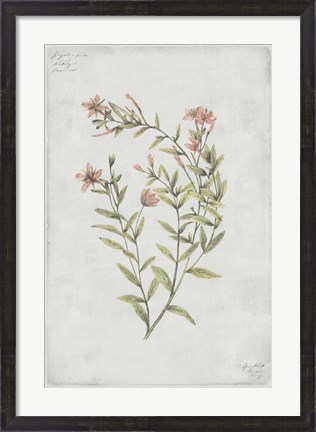 Framed Botanical V Print