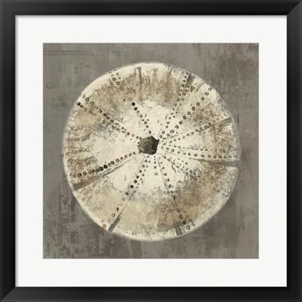 Framed Sand Dollar IB Print