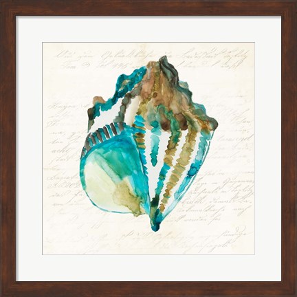 Framed Shell Print