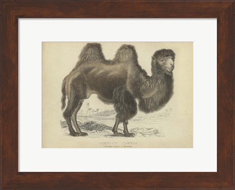 Framed Camel Dromedary Print