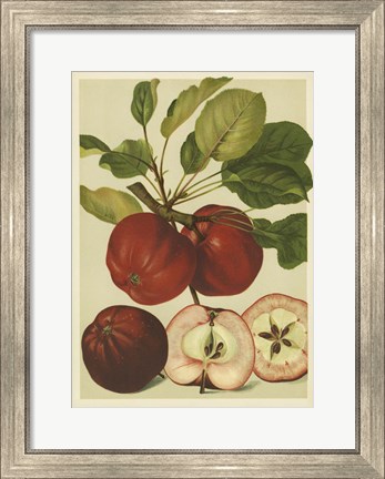 Framed Red Veli Apples II Print