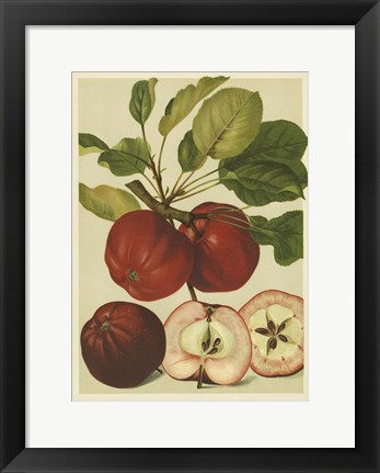 Framed Red Veli Apples II Print