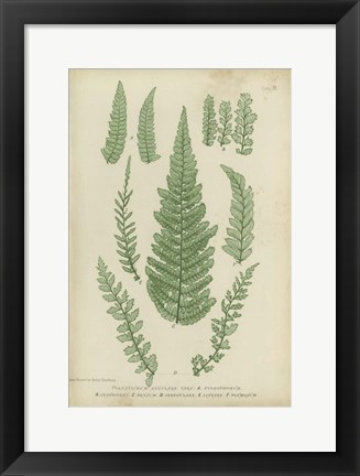 Framed Polystichum Print