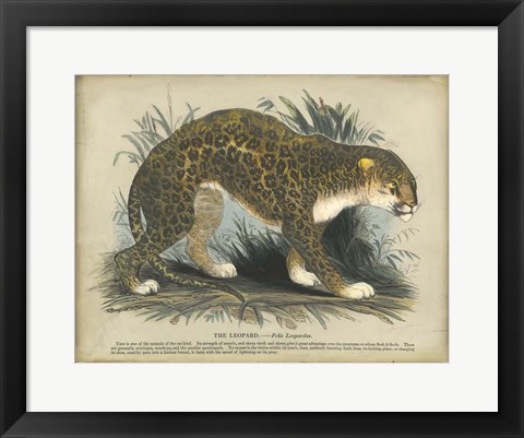 Framed Leopard Print