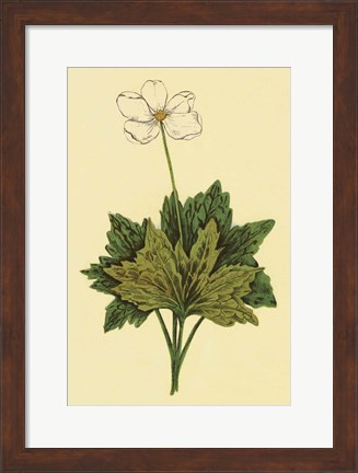 Framed Anemone Print