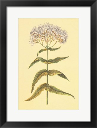 Framed Boneset and Ague Weed Print