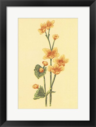 Framed Calthra Palustris Print