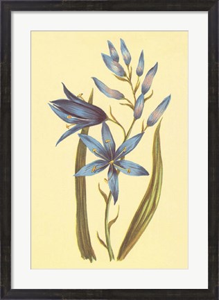 Framed Camass and Wild Hyacinth Print