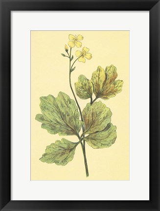 Framed Chelidonium Majus Print