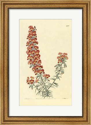 Framed Chorizema Henchmanni Print