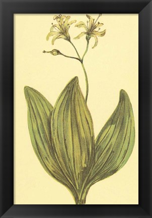 Framed Clintonia Print