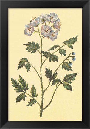 Framed Cut Leaved Phacelia Print