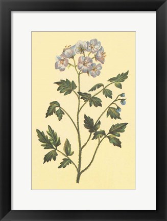 Framed Cut Leaved Phacelia Print