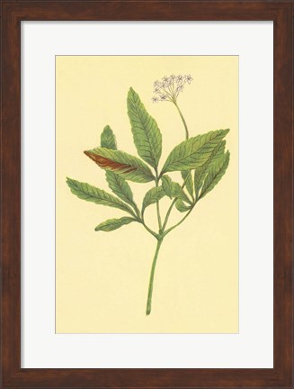 Framed Five Leaved Ginseng Print