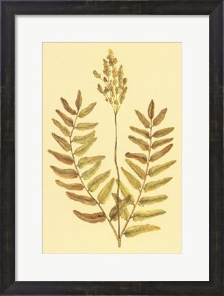 Framed Flowering Fern Print