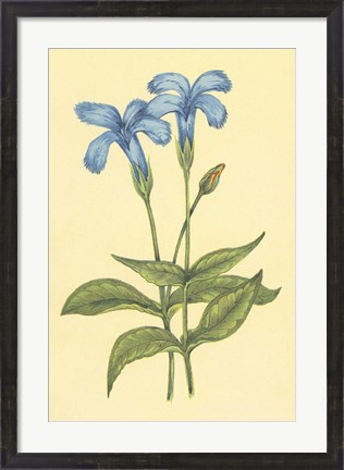 Framed Finged Gentian Print