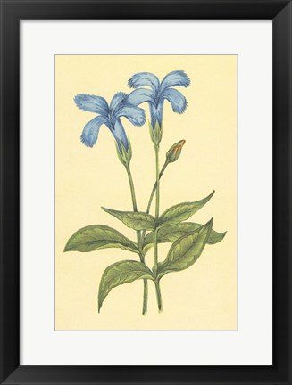 Framed Finged Gentian Print