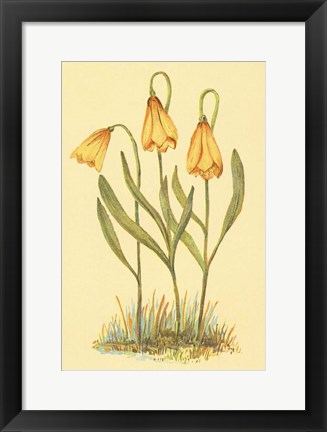 Framed Fritillary Print