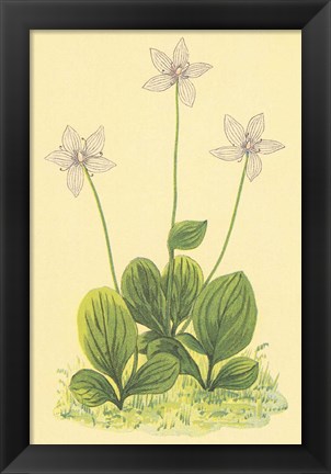 Framed Grass of Parnassus Print