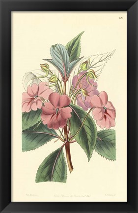 Framed Impatiens Platypetala Print