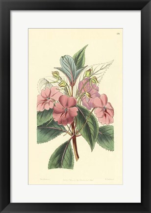 Framed Impatiens Platypetala Print