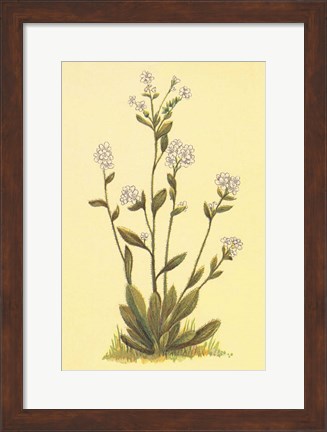 Framed Kings Eritrichium Print