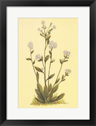 Framed Kings Eritrichium Print