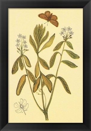 Framed Labrador Tea Print