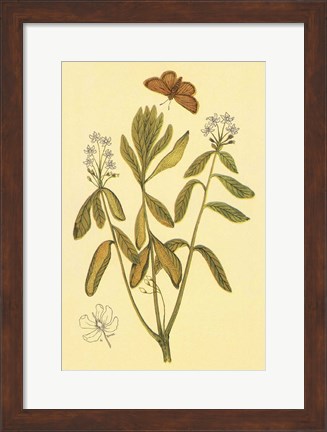 Framed Labrador Tea Print