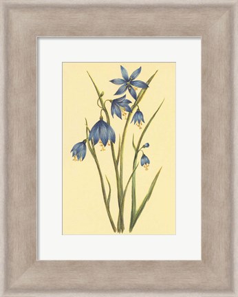 Framed Large Flowered Blue Eyed Grass Print