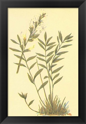 Framed Oxytropis Lamberti Print