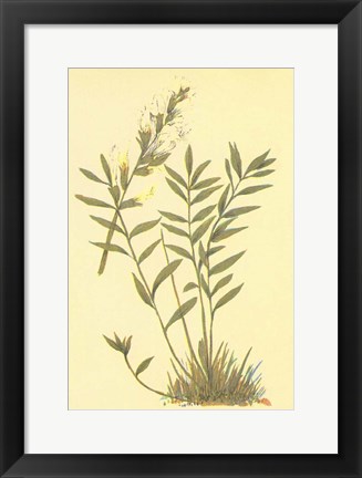 Framed Oxytropis Lamberti Print