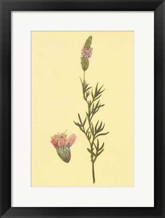 Framed Praire Clover Print