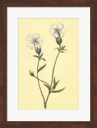 Framed Silene Vulgaris Print