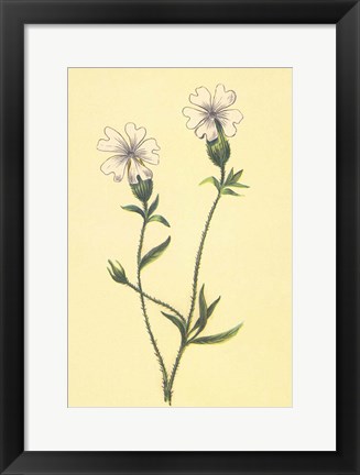 Framed Silene Vulgaris Print