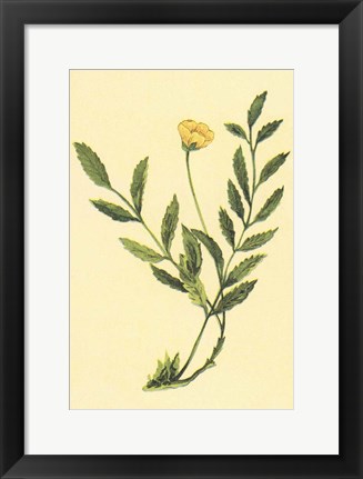 Framed Silver Weed Print