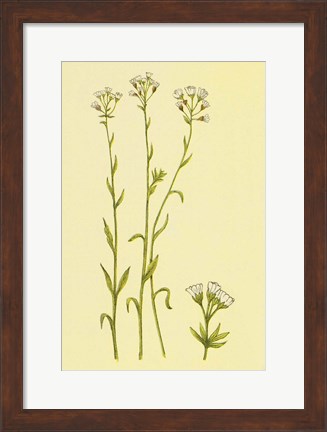 Framed Smooth Rock Cress Print