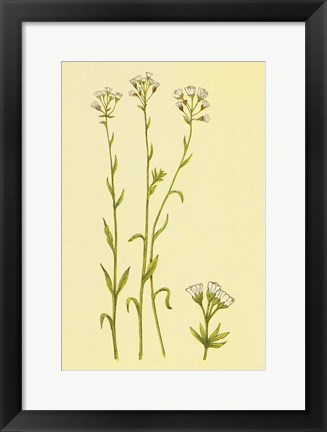 Framed Smooth Rock Cress Print